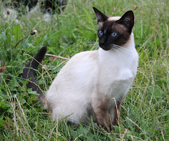 Katt av rasen siameser sitter ute i gresset.  Foto.