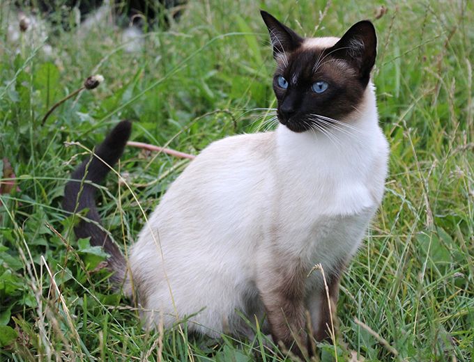 Katt av rasen siameser sitter ute i gresset. Foto.