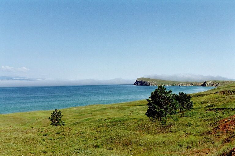 Baikaljaevrie Sibiresne. Guvvie
