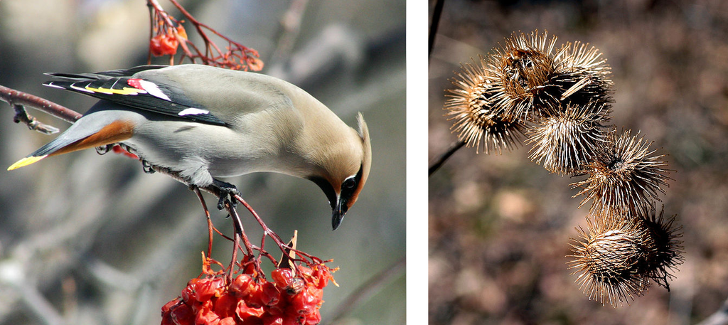 Sidensvans til venstre. Storborre til høyre. Foto.