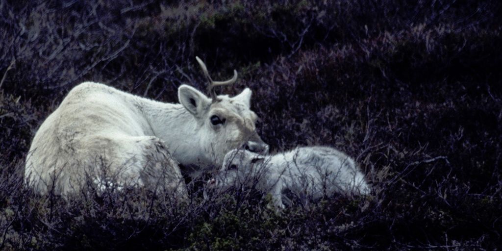 Simle ligger i lyngen med nyfødt kalv. Foto.