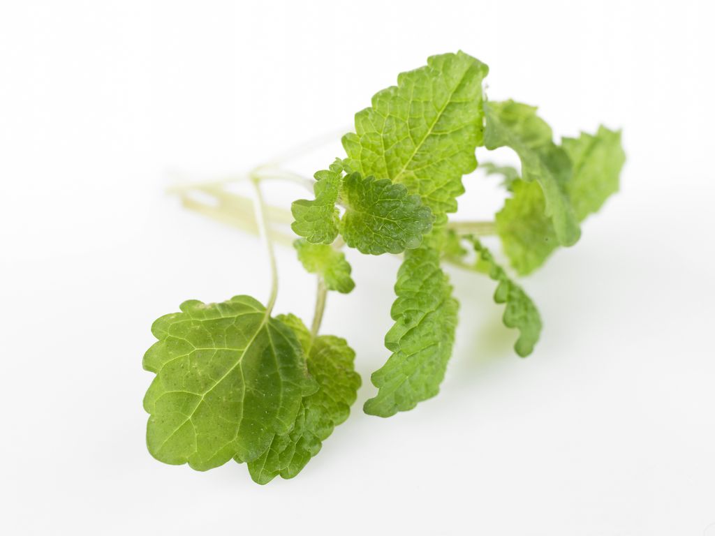 Nærbilete av lysegrøne blad med bølgete kant. Foto.