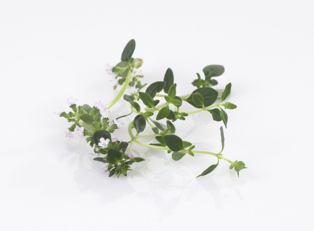 Frisk timian med små blomstrar. Foto.