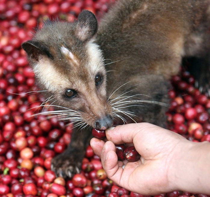 Asiatisk palmesivett lukter på kaffebønner. Foto.