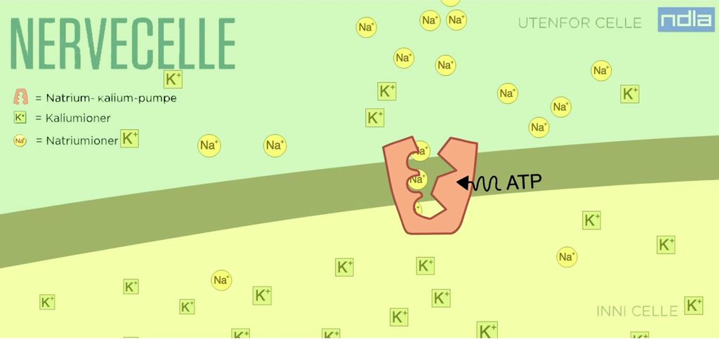 Illustrasjon som viser tverrsnitt av cellemembran med proteiner som transporterer natrium og kalium gjennom membranen