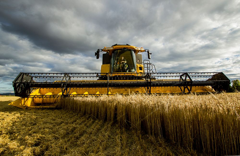 Fronten på en gul og svart skurtresker som høster korn. Foto.