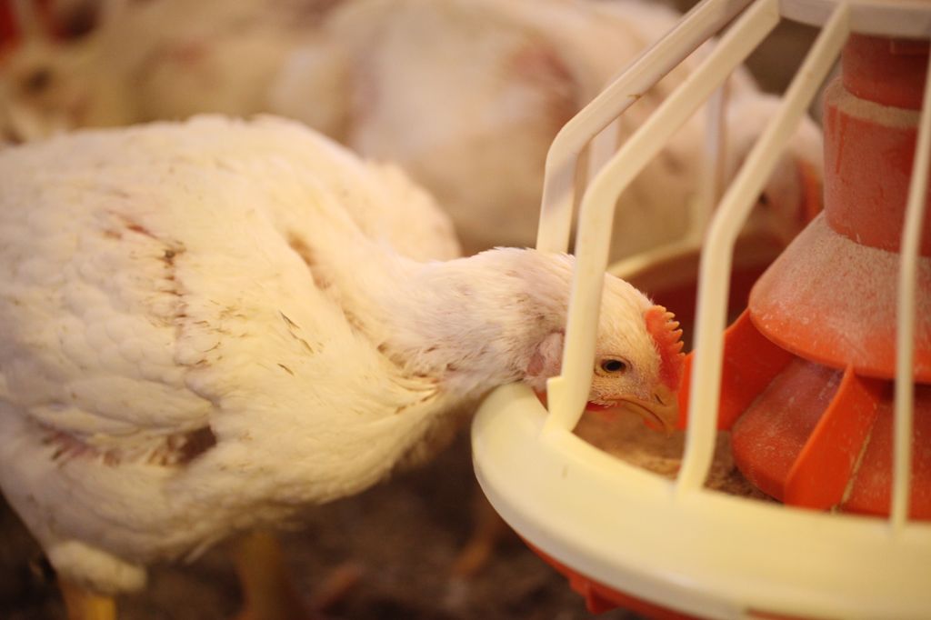 Slaktekylling spiser. Foto.