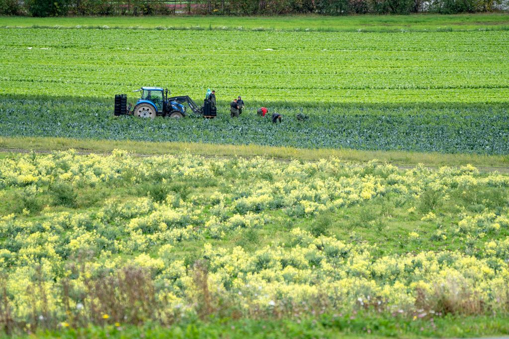 Flere arbeidere i en åker jobber foran en traktor med kasser på lesseapparatet. Foto.