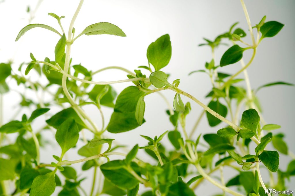 Nærbilde av en krydderurt med små, grønne blader på lange stengler. Foto.