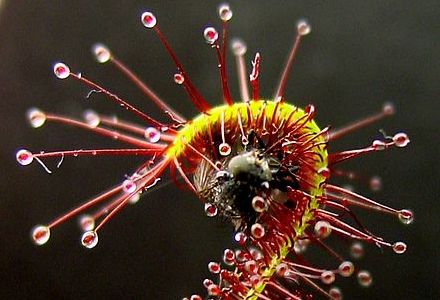 Nærbilde av plante som har fanget et bytte. Foto.