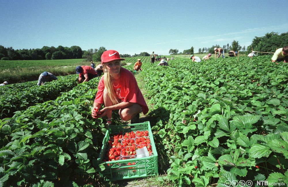 Plukking av jordbær i åkeren ein solskinsdag. Mange plukkarar er i aktivitet. I forgrunnen sit ei dame på huk, framfor ho er ei kasse med fulle jordbærkorger. Foto.