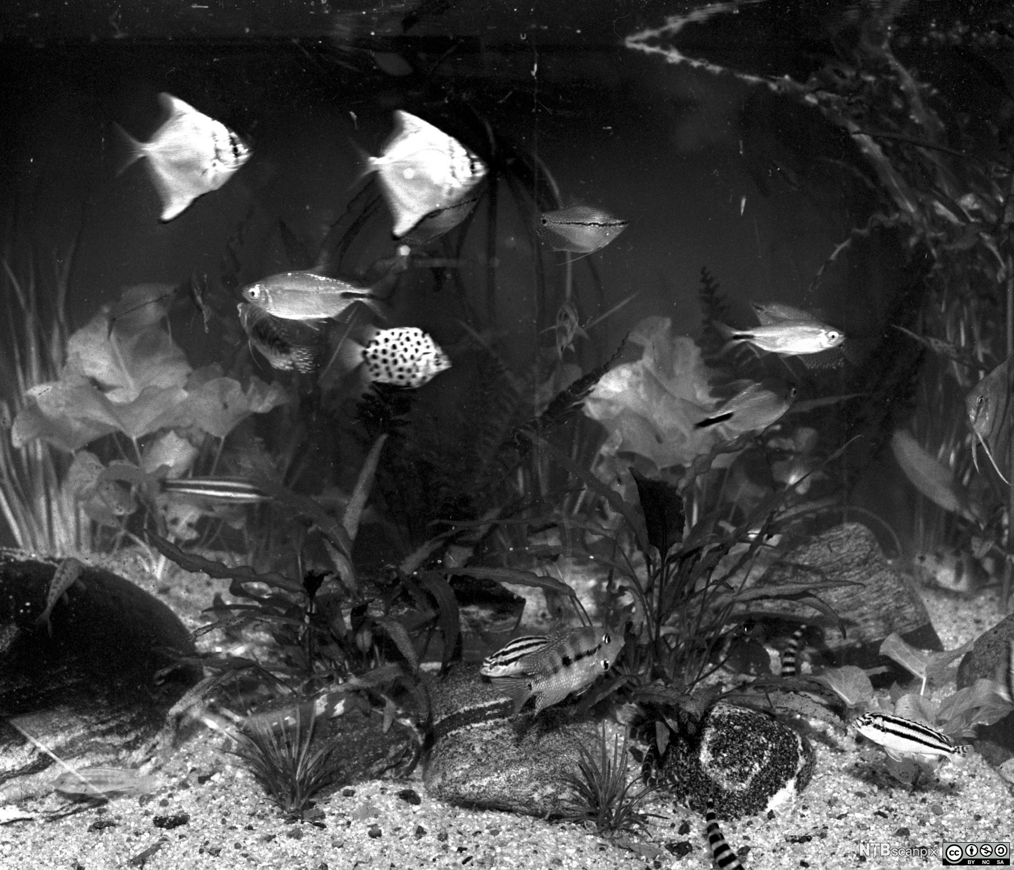 Svarthvitt bilde av et akvarium med fisk, sand, steiner og akvarieplanter. Foto.