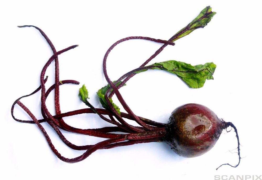  Rødbete. Foto.