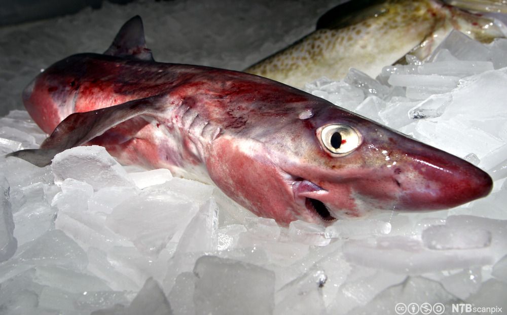 Pigghå på is. Foto.