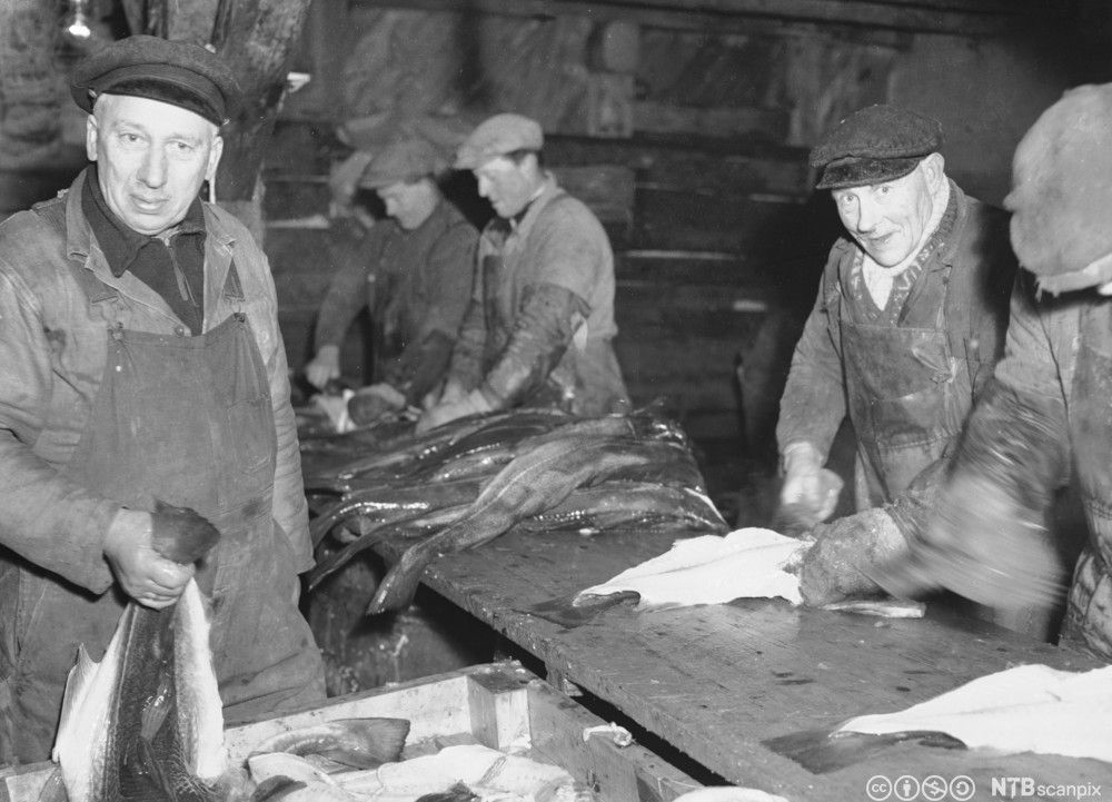 Karer som jobber med fisk. Svart-hvitt foto.