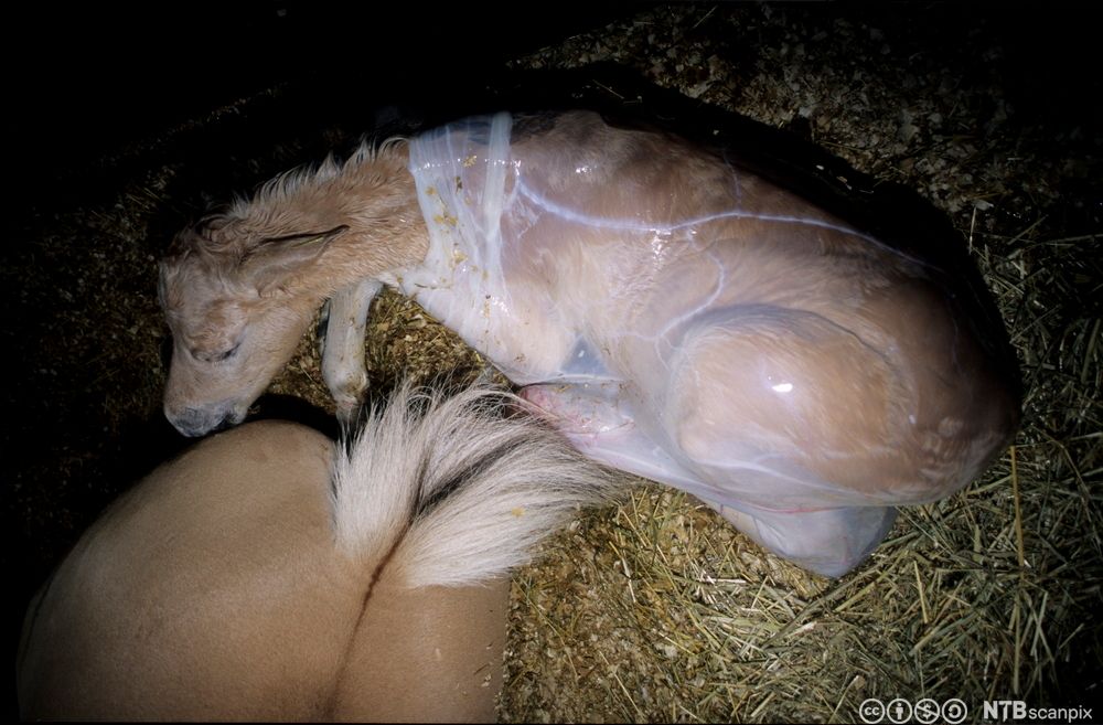Føll med fosterhinne. Foto.