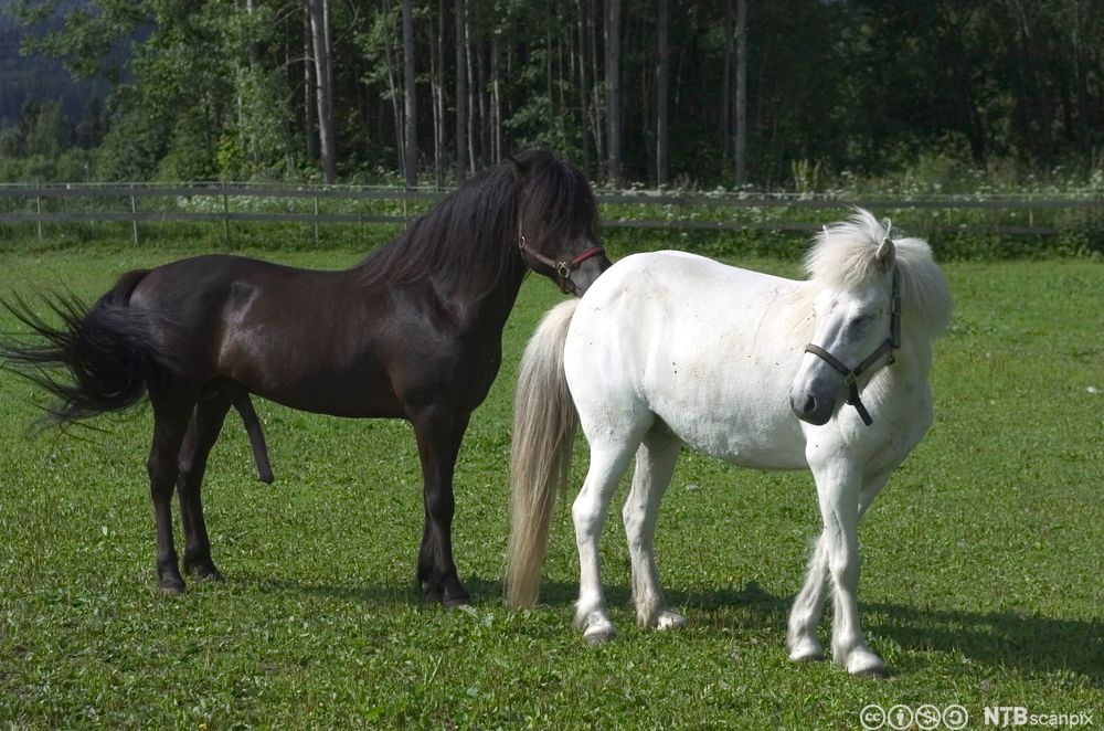 En svart hingst står bak ei kvit hoppe. Foto.