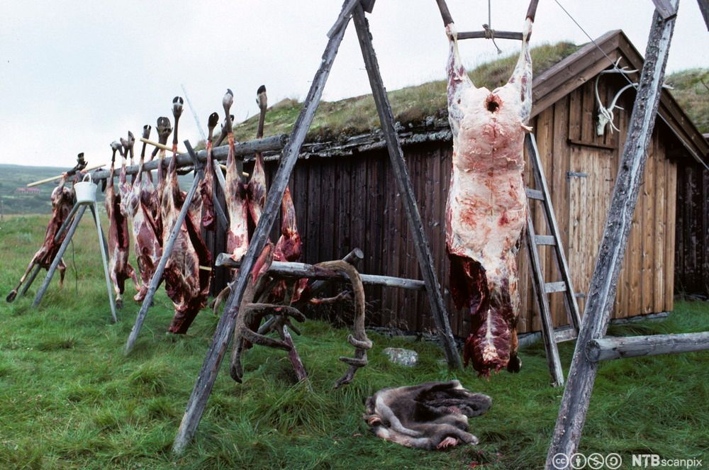 Flere reinsdyr henger på stativ etter slakting, utenfor ei lita hytte. Foto.