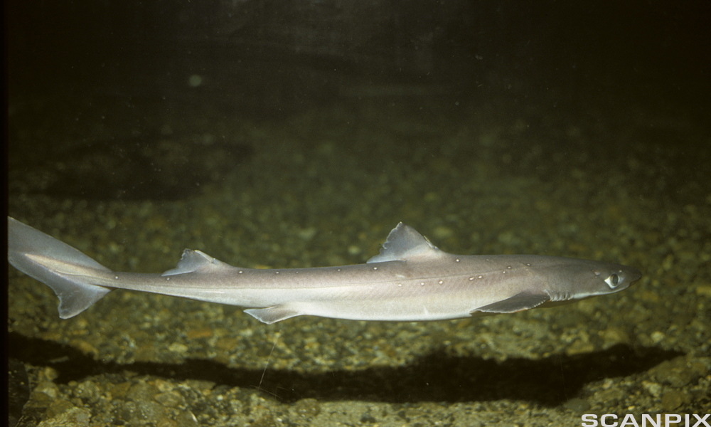 Pigghå svømmer rett over havbunnen. Foto.