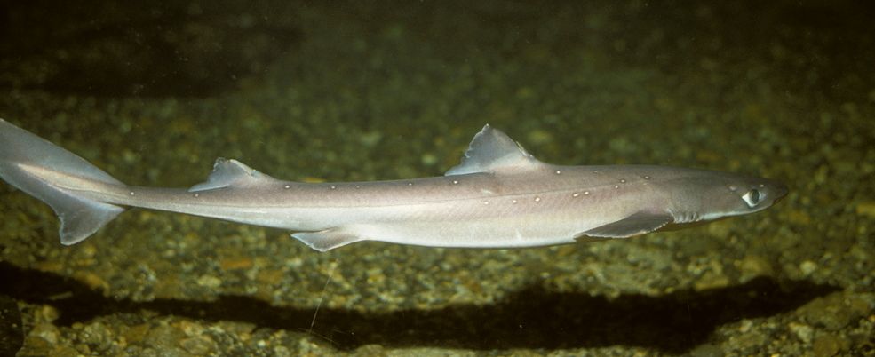 Pigghå svømmer rett over havbunnen. Foto.