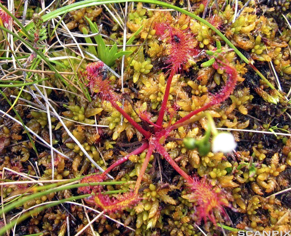 En rødlig plantevekst med tynne armer som stikker ut fra ei samling av gule og brunlige greiner og blad. Foto.