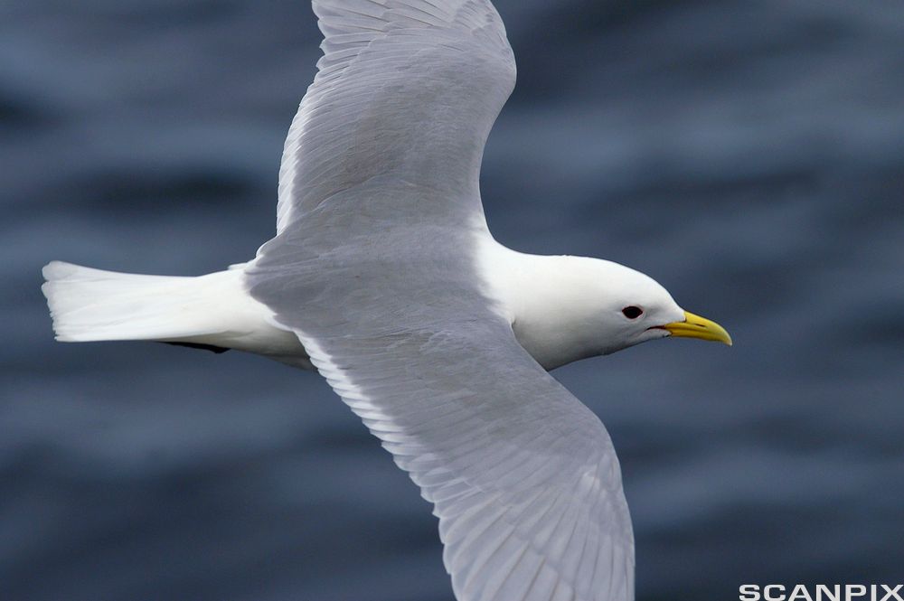 Måkefugl flyr over hav. Foto.