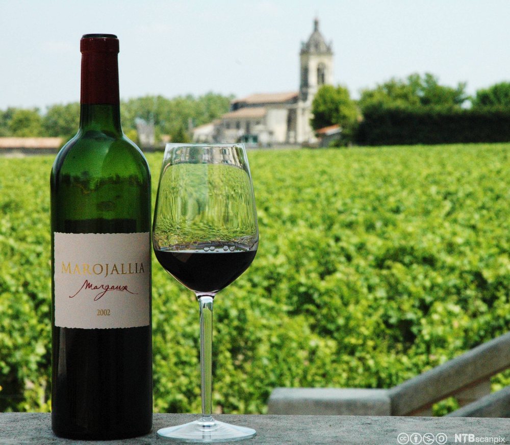 Ei flaske og et glass med rødvin foran en vingård. Foto.