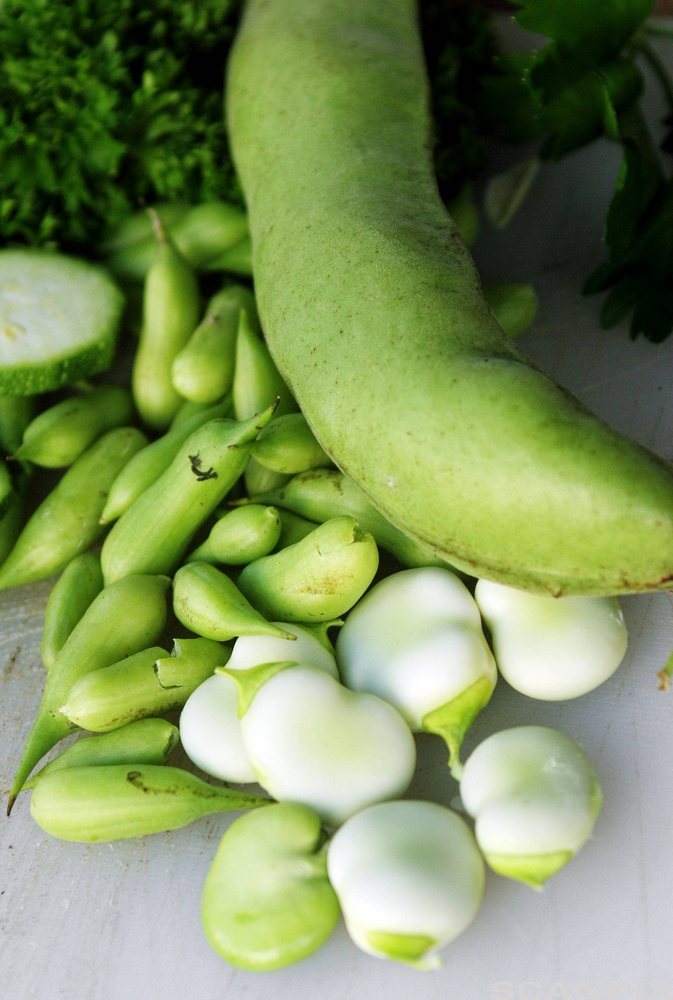 Store, lyse bondebønner og små, grønne reddikbønner. Foto. 