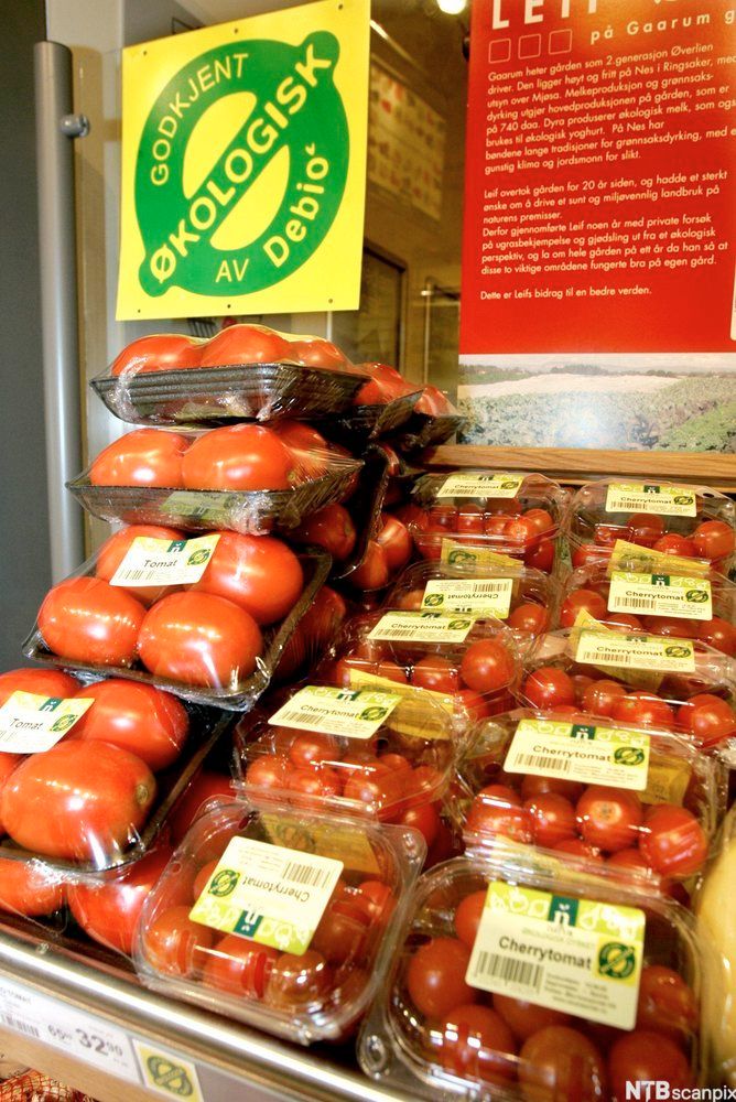 Økologiske tomater. Foto.