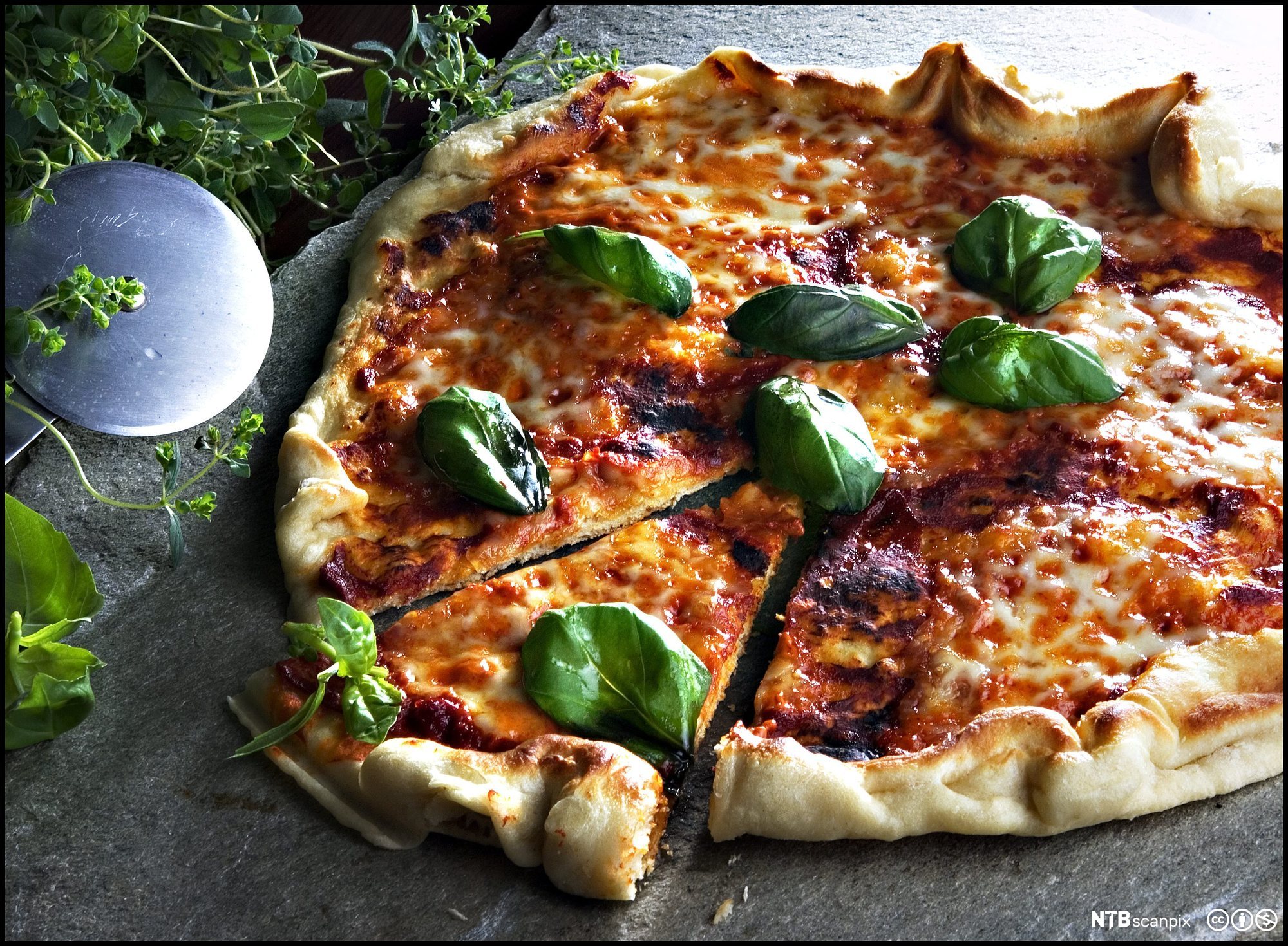 Rund pizza med tomatsaus, ost og frisk basilikum. Foto.