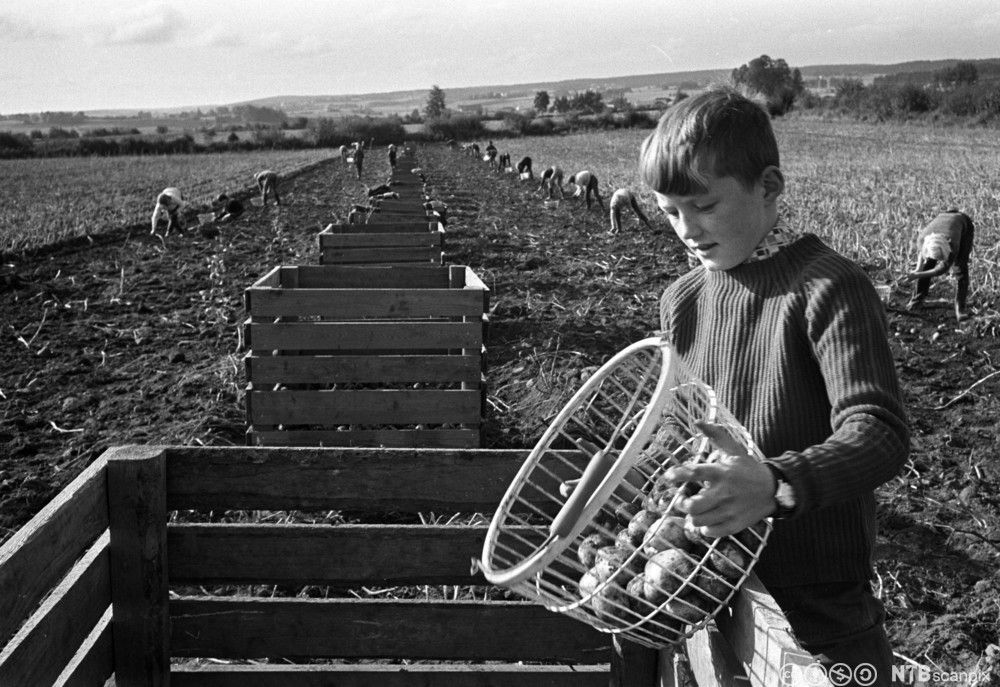 Skolebarn plukker poteter på en bondegård. Svart-hvitt foto.