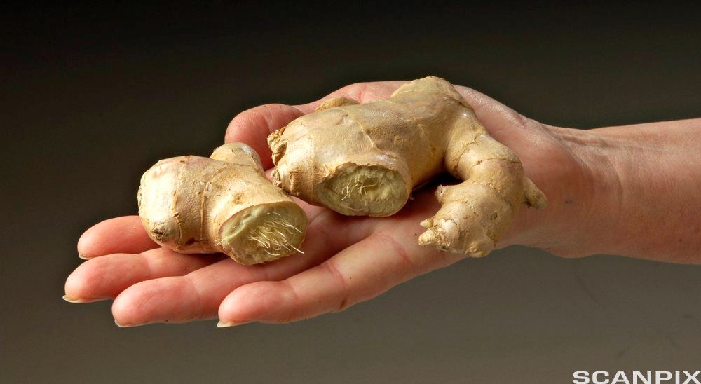 Ingefærrot i en hånd. Foto.