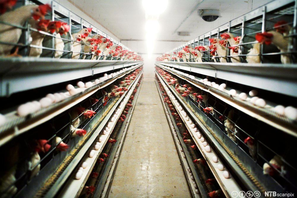 Rader med hønsebur i tre høyder. Foto. 