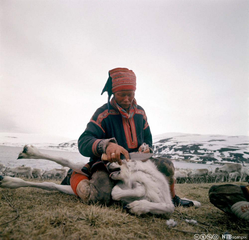 Mann i kofte merker en rein på vidda. Foto. 