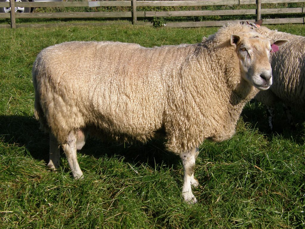 Steigarsøye på beite i sol. Foto.