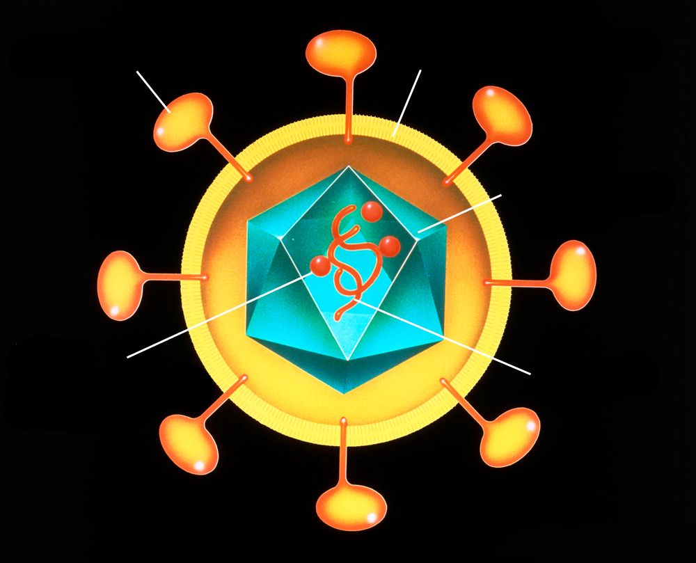 Tegning av virus for utfylling av navn. Illustrasjon.