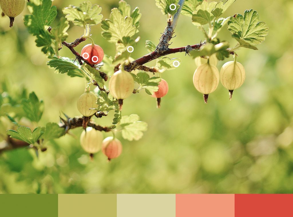 Nærbilde av stikkelsbærbusk. Foto.