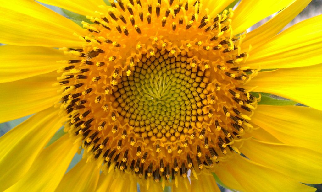 Symmetrien i en solsikkeblomst. Foto.