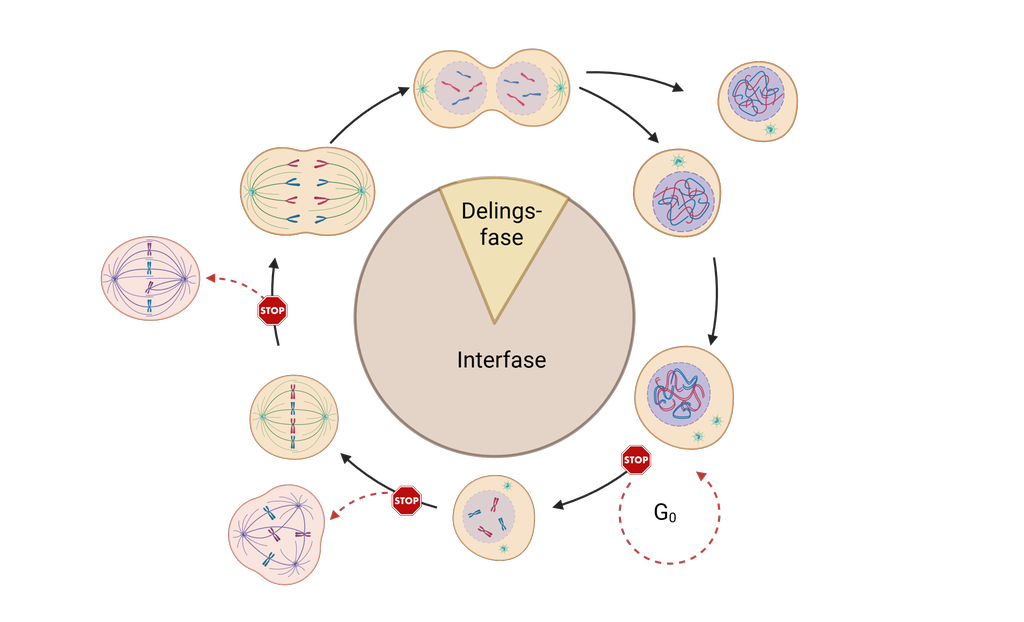 Sirkel som framstiller livet til ei celle som ein syklus. Dei raude symbola viser kontrollpunkt i livssyklusen. Illustrasjon.