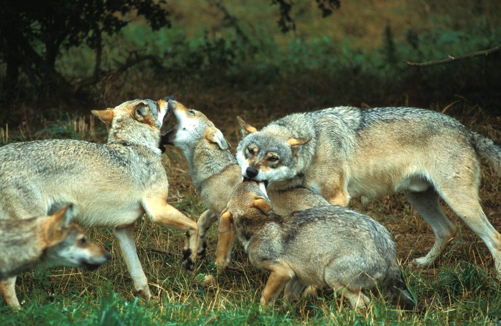 Ulveflokk. Foto.