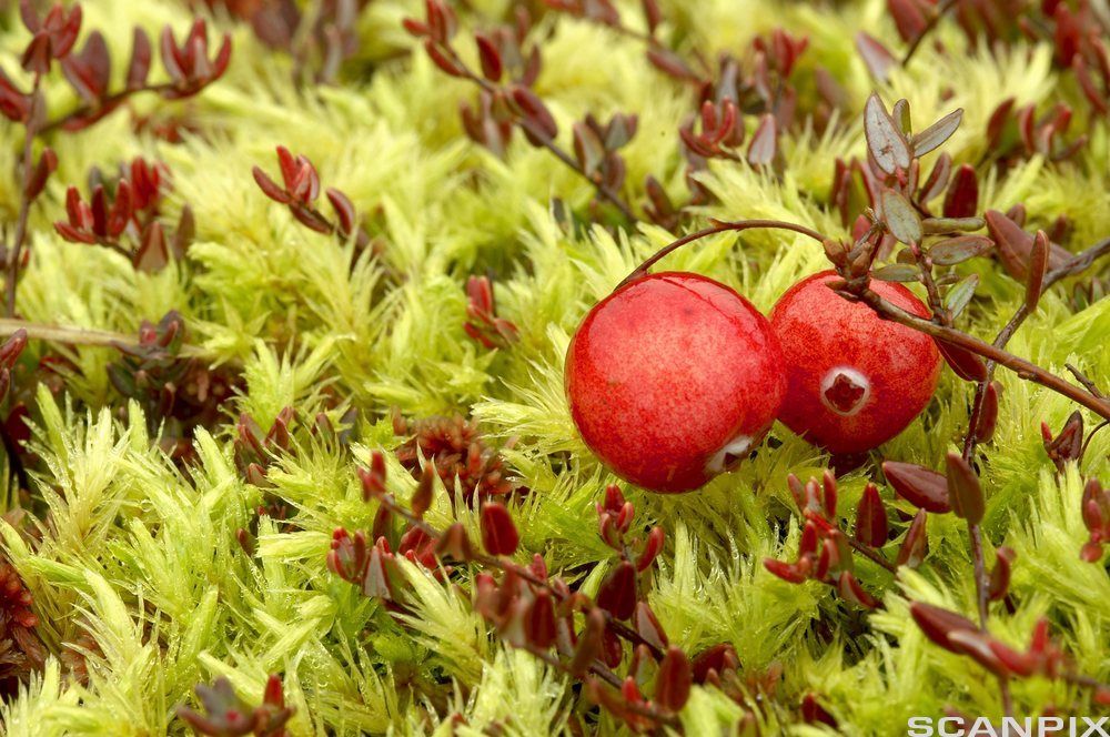 To raude tranebær som heng på busken. Foto.