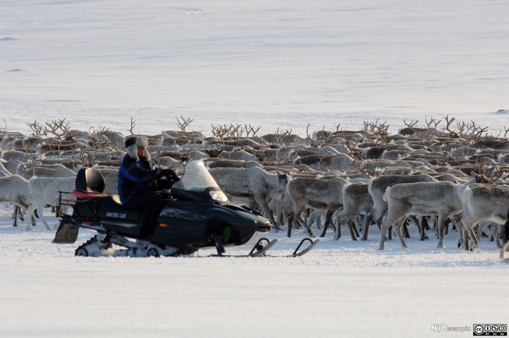 Mann kjører snøskuter ved siden av en reinflokk. Foto.