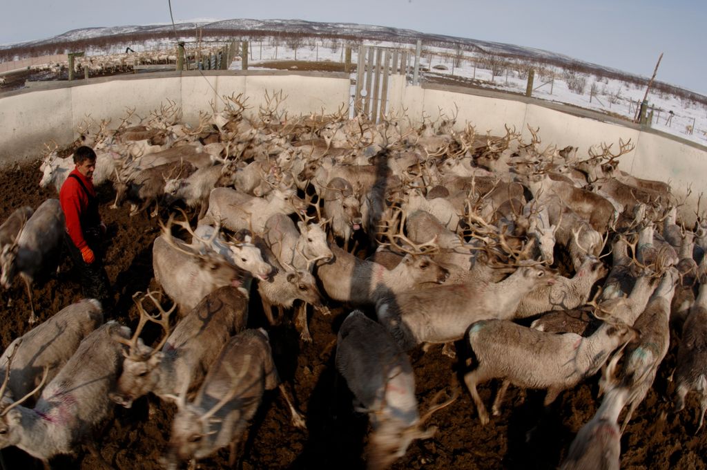 Reinsdyr i innhenging. Foto.