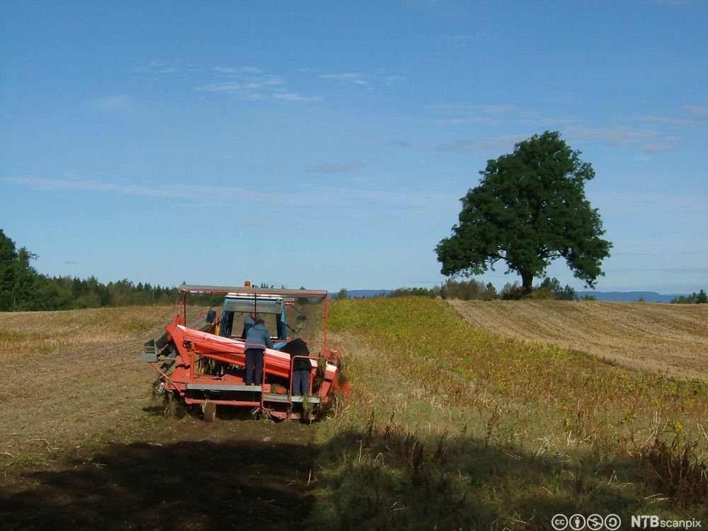 Personer står på en potetopptaker bak en traktor i åkerlandskap. Foto.
