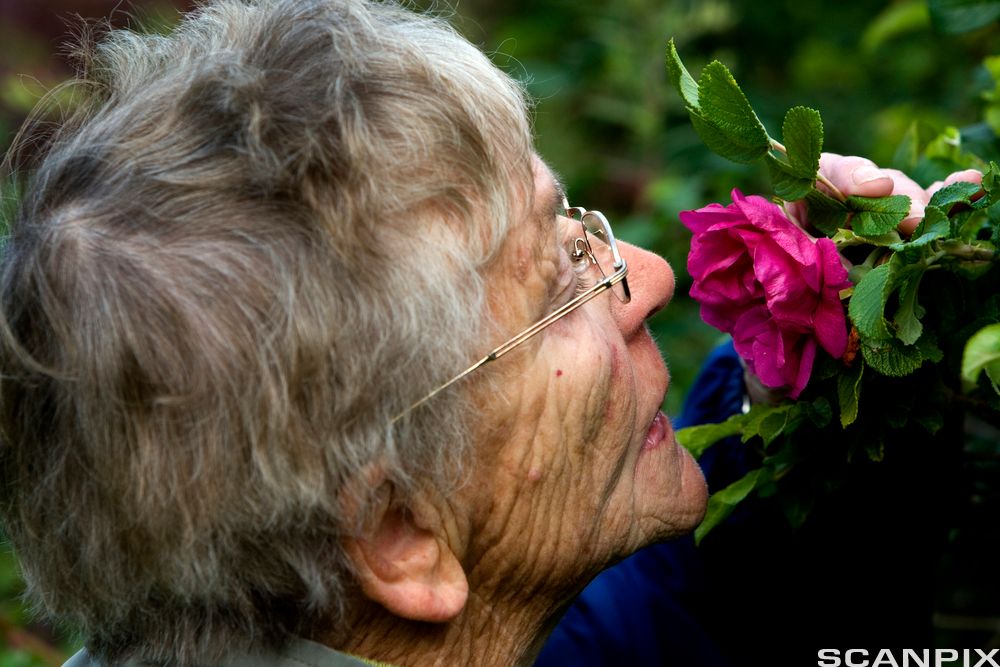 Eldre dame luktar på blomster. Foto.