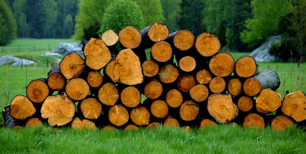 En stabel med tømmer i skogkanten. Foto.