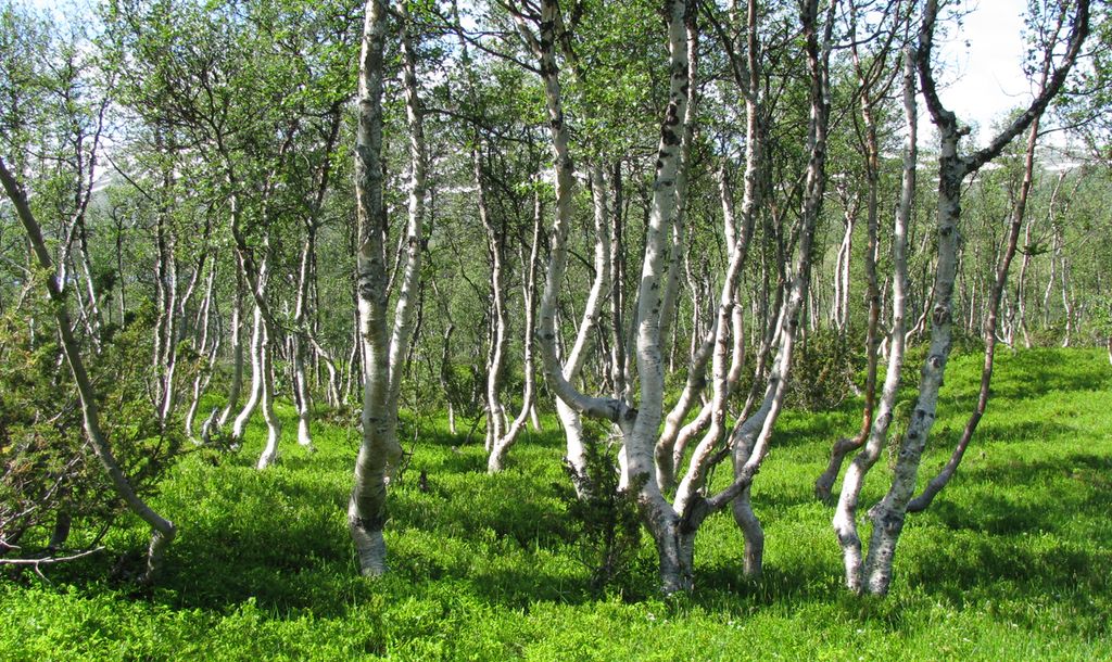 Gïjrege. Boeltesne såekieh jïh kraesieh kråånedeminie. Guvvie.