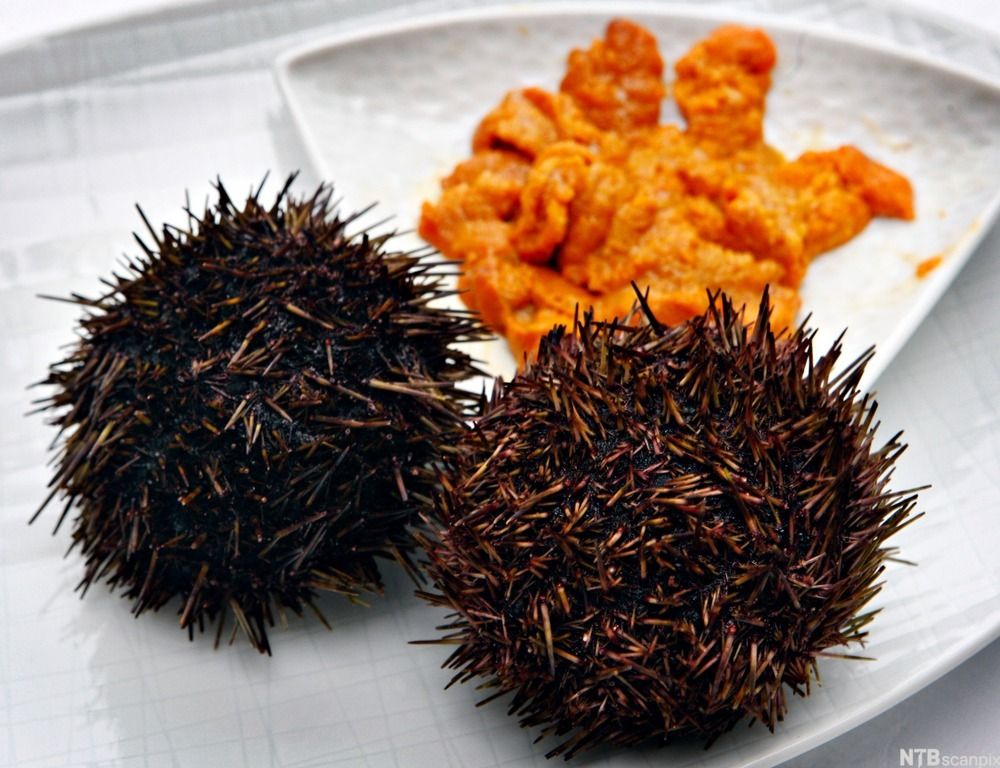 Kråkeboller og kråkebollerogn på fat. Foto.