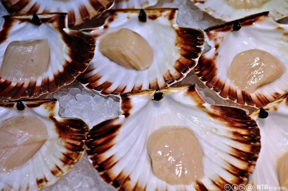 Renset lukkemuskel av kamskjell servert i skjell. Foto.