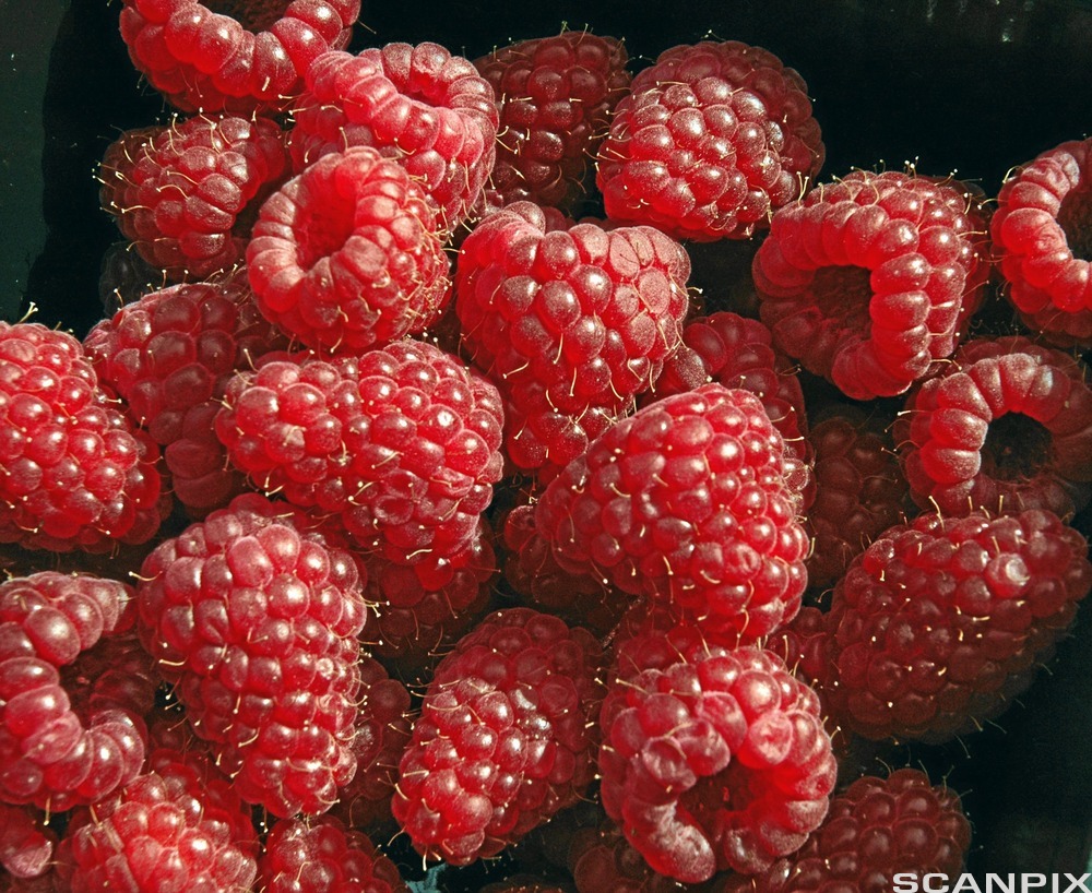 Nærbilde av en haug modne bringebær. Foto.